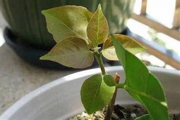 米兰花一般都是施什么肥？有那种自己弄的肥料吗