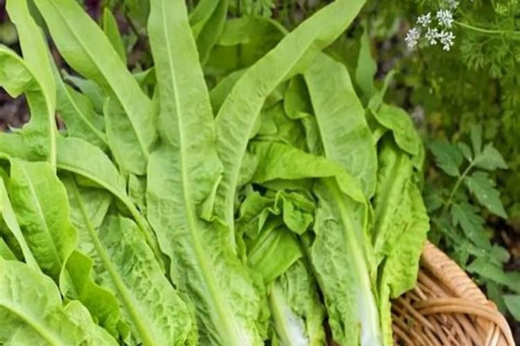 莴苣用什么肥料变高变粗 附莴苣的种植方法