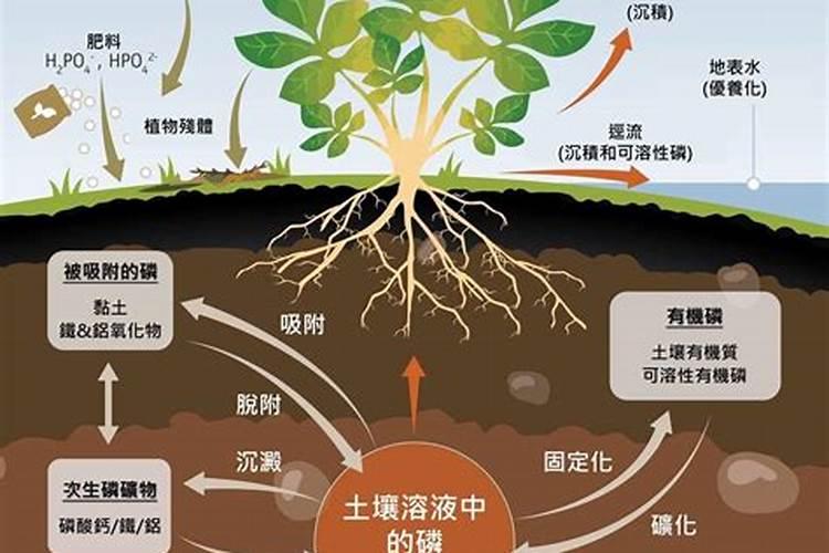 为什么磷肥要与有机肥混合使用