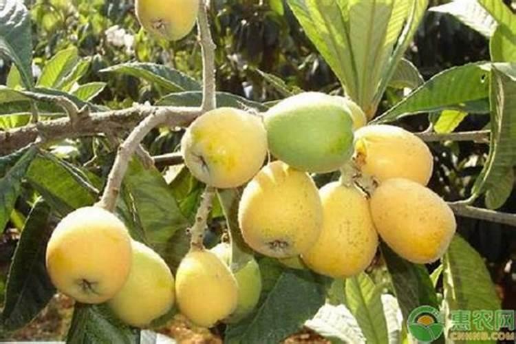 怎样能让枇杷的果又大又甜？枇杷增甜施肥哪种叶面肥效果好