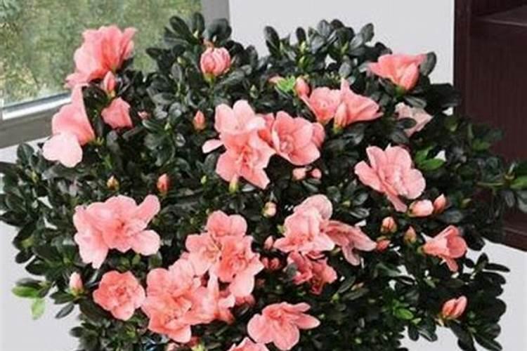 杜鹃花施什么肥最好