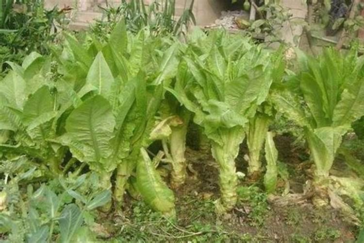 莴笋大规模种植施什么肥 怎么施肥长的粗壮