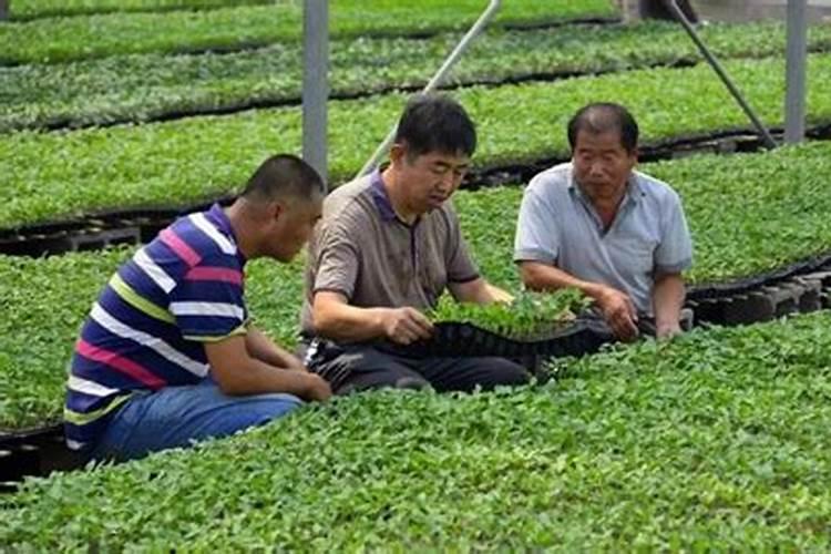 旱地如何施肥？旱地的施肥方法？