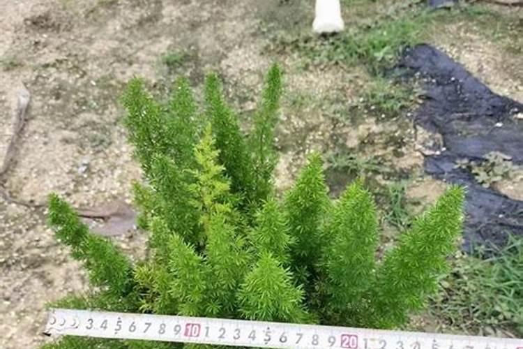 养天门冬上什么肥料好 养天门冬需要的肥料