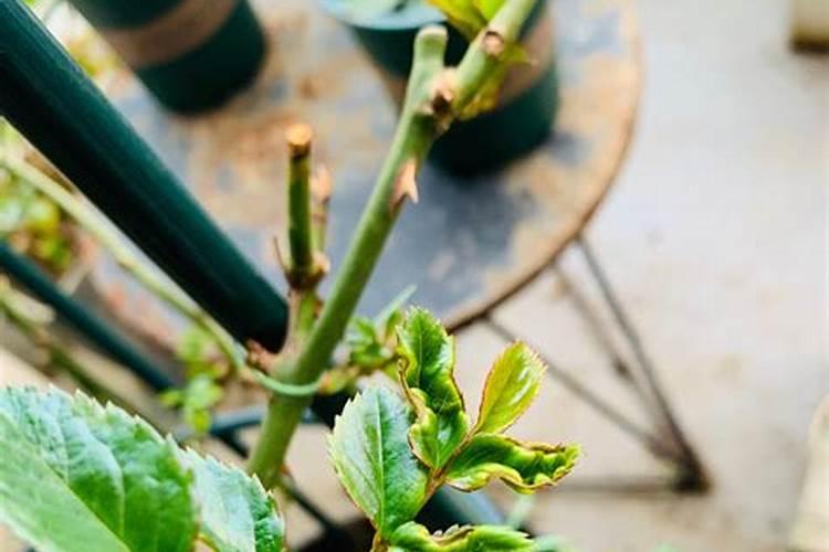 月季爬藤种植方法