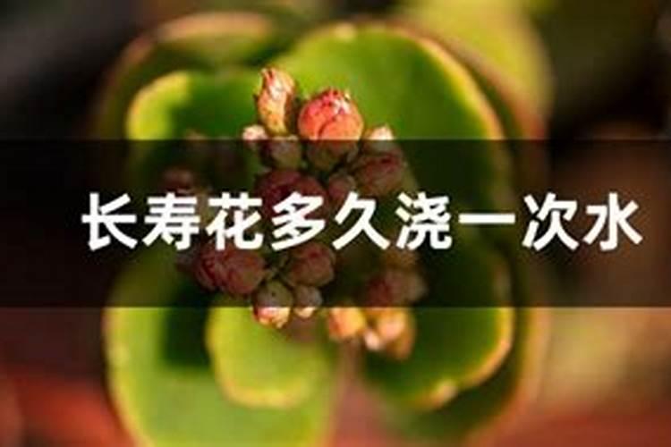 德沃多管用园艺肥,金钱树缓释掺混肥料可不可以浇兰花