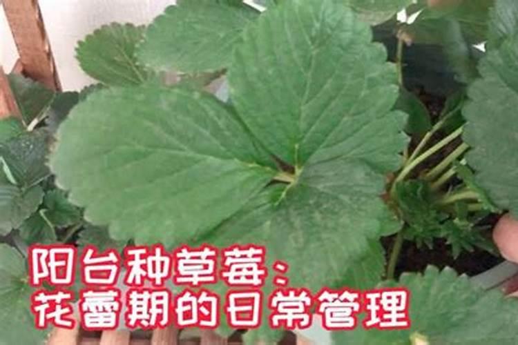 草莓施什么肥料果大