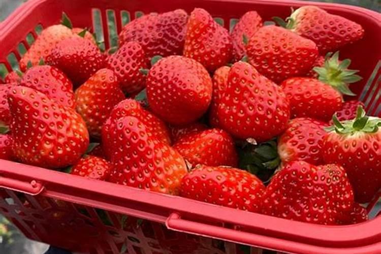 草莓施什么肥料果大
