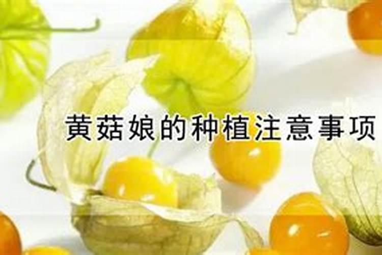 姑娘果的种植