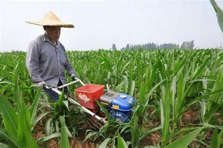 玉米追肥用什么肥料