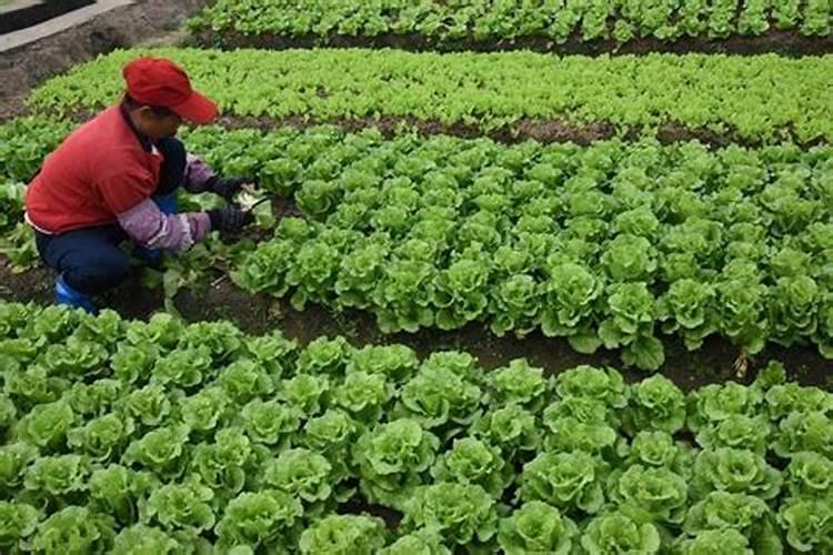 种青菜如何正确施肥 正确做法