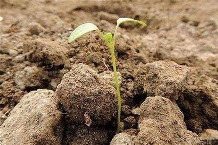 叶荣祖「一号赞·刀耕火种」老挝生态有机米