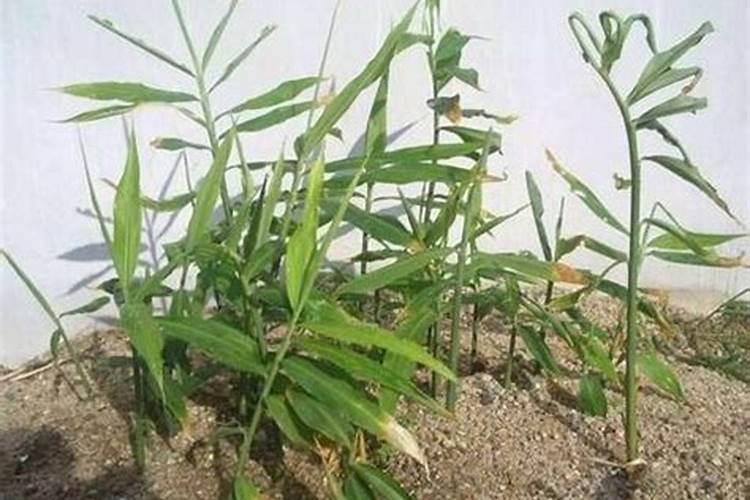 种植大姜怎么施肥好