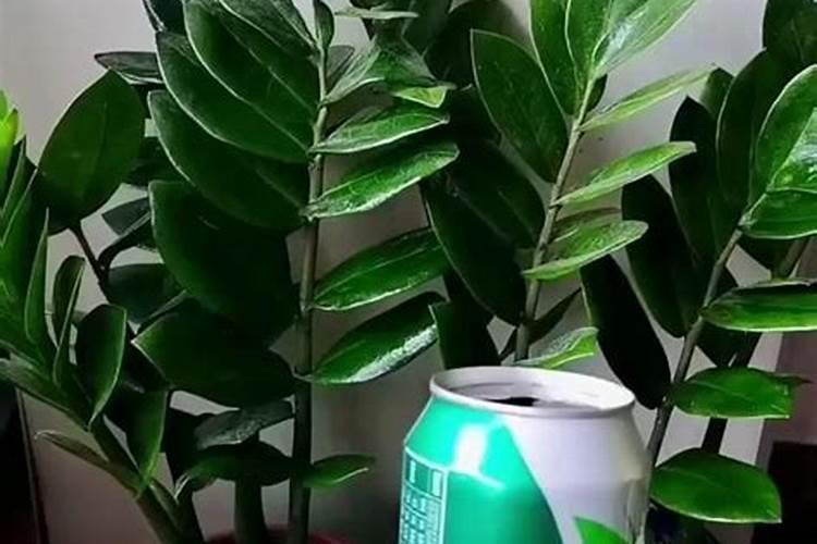 花叶喷什么又绿又亮