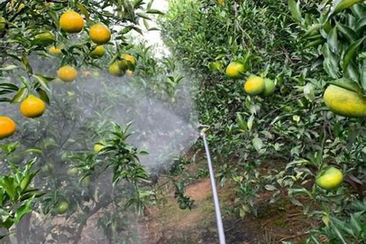 叶面肥尿素水怎么配