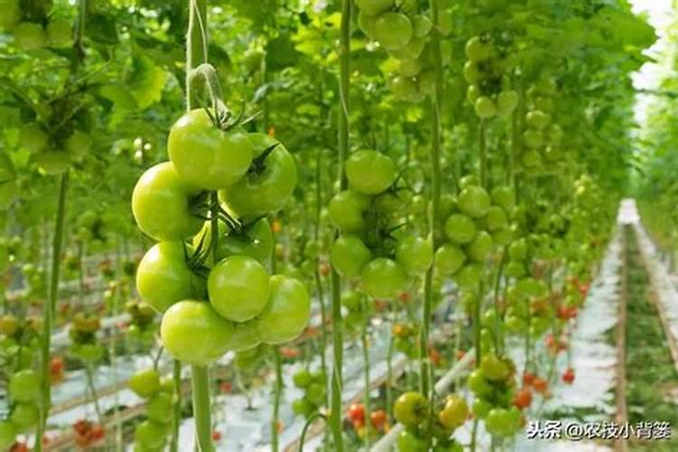 越冬大棚番茄栽培底肥用啥肥比较好？