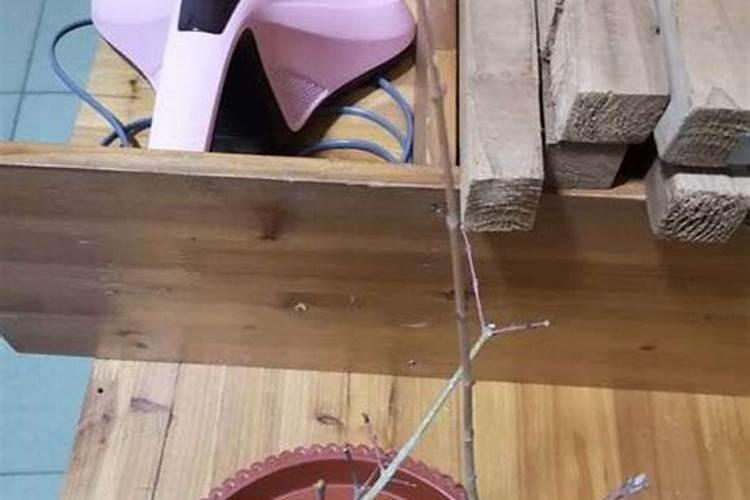 生桩黄栌发芽后叶子用氨基酸喷洒行吗？