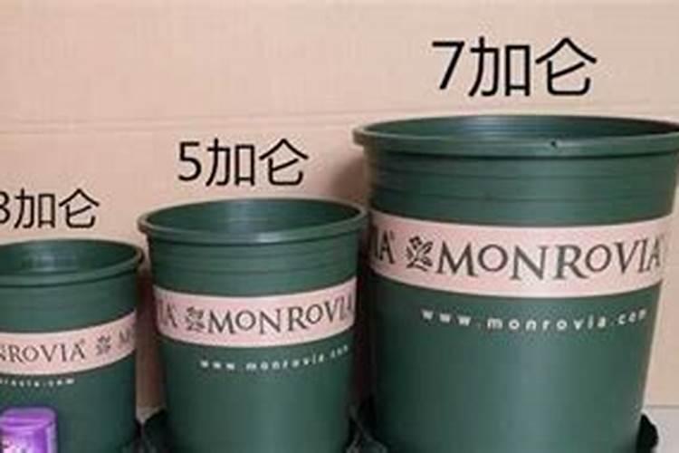 盆栽的番茄开始结小果了发现花盆太小现在可以移盆吗？