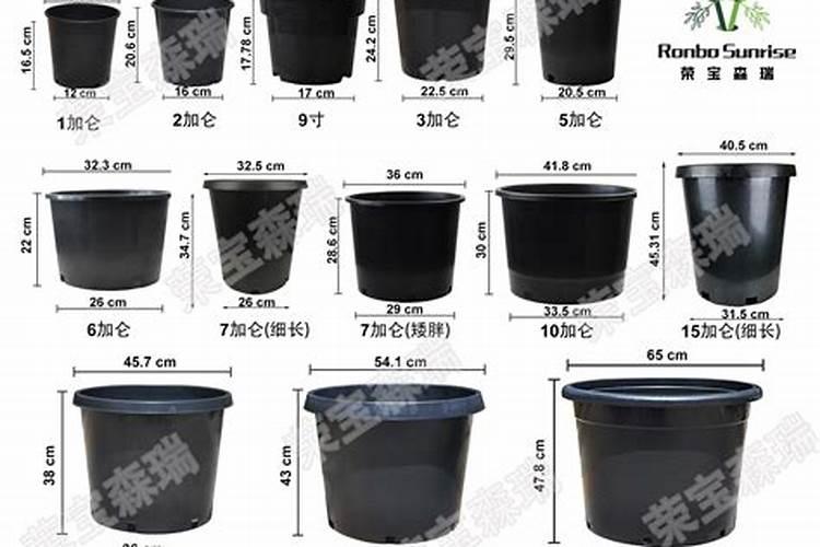养花多久施肥一次？什么肥料最适合室内养花？