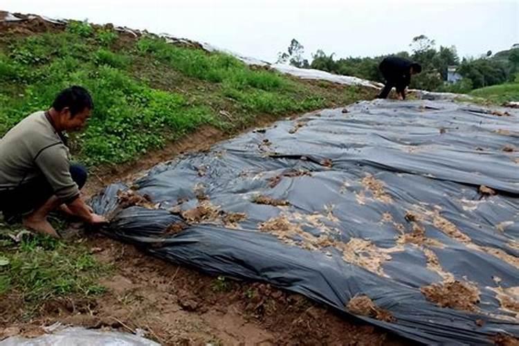 庄稼地长期连作种植,酸化、盐化、病菌问题严重,如何改良土壤？