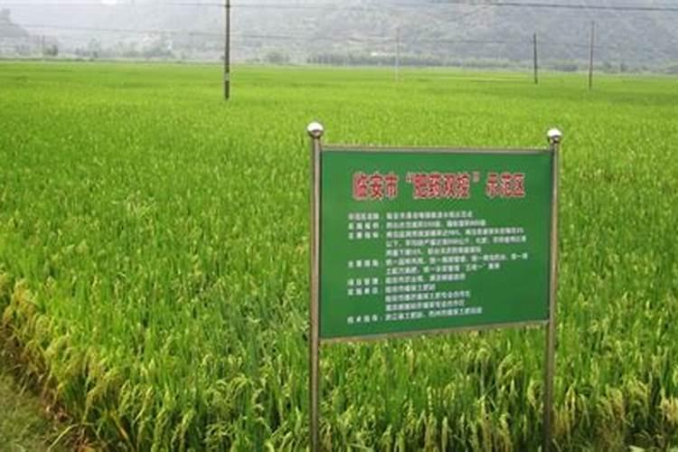 矮番茄种植方法有哪些