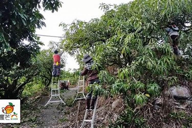 芒果树修剪后喷什么药