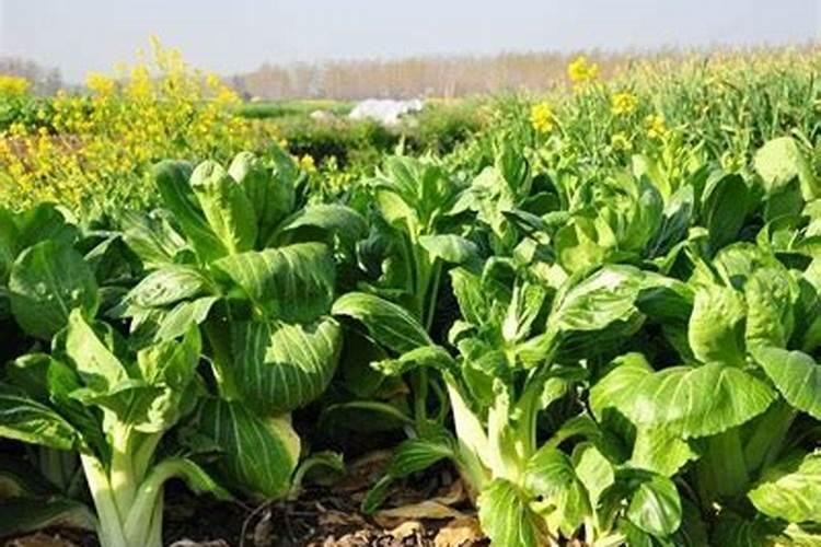 种青菜如何正确施肥 正确做法