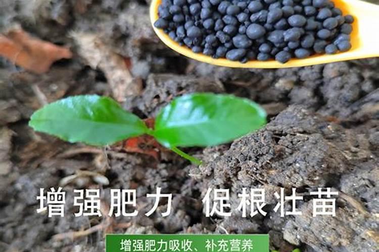 固体腐植酸肥料在蔬菜上怎么施用