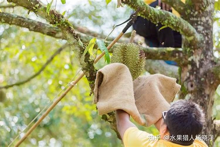 榴莲树和核桃树一样吗？
