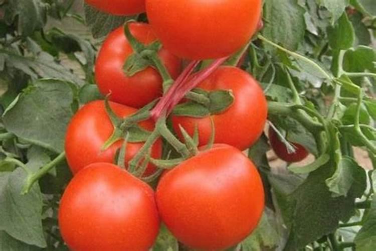 西红柿施什么肥果实膨大快？