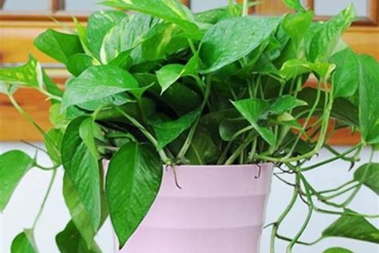 分享养花必备的三种肥料