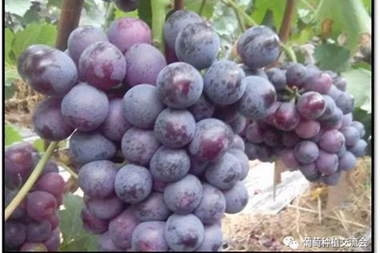 葡萄种植如何施肥？