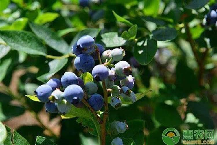 蓝莓需要什么肥料最好
