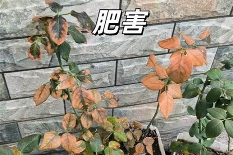 大豆开花期打什么叶面肥好 大豆用什么肥