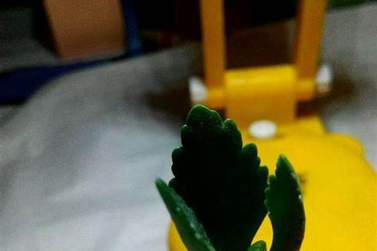 新种植长寿花小苗需要上肥吗