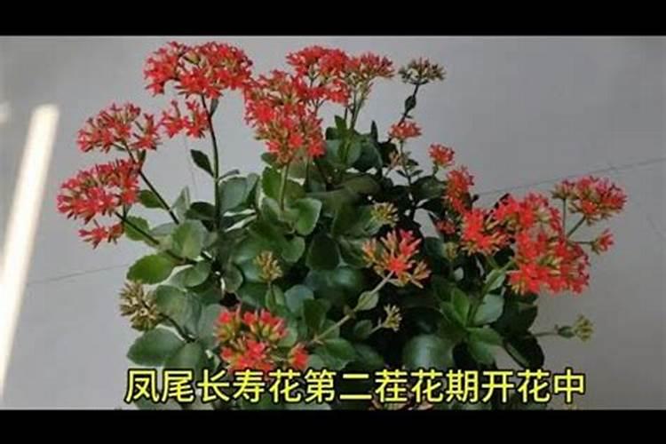 长寿花什么时候掐尖,扦插一月/花落之后掐尖