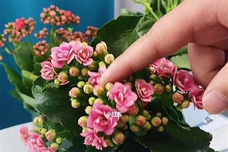 长寿花扦插技术要点是什么？
