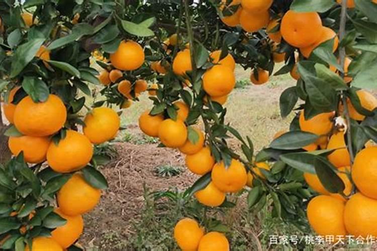 柑橘冬季树势保护叶面肥用什么好