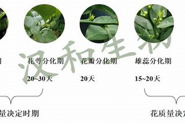 柑橘促花时间和药物