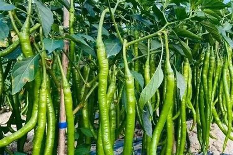 辣椒下雨天追肥要埋土吗