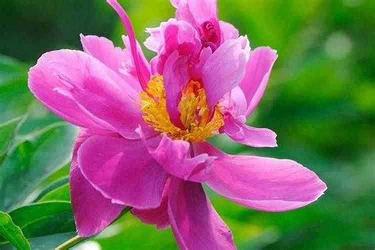 芍药花施什么肥最好