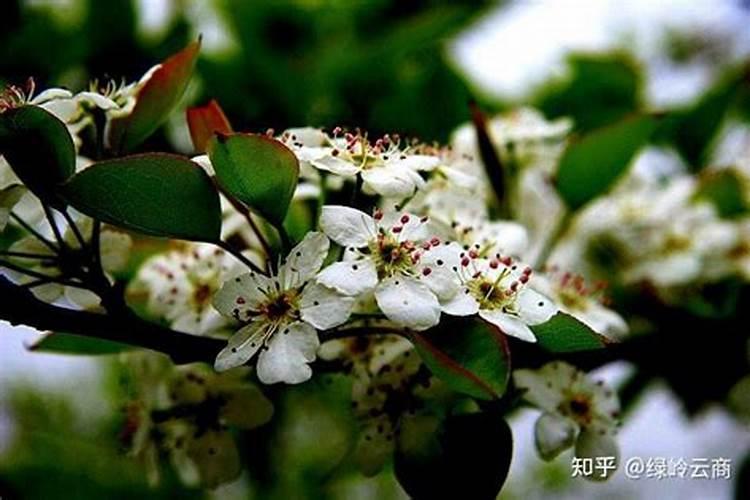 钙肥的使用方法和功效