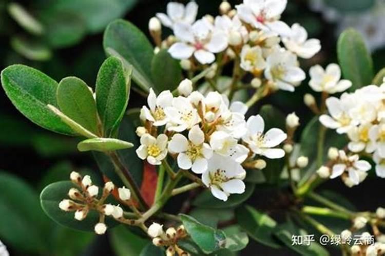 什么盆栽适合碱性土壤(碱性土壤盆栽种植指南,适合碱性土壤的盆栽推荐...