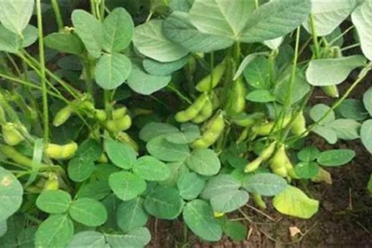 炒熟的黄豆可以做肥料吗,具体怎么操作能做肥料