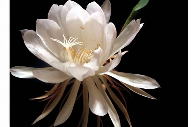 昙花长花蕾的时候可以施肥吗