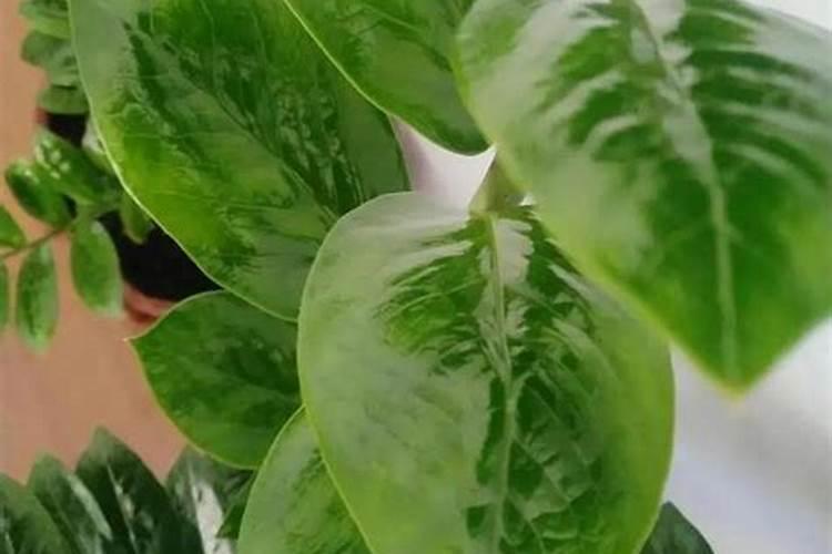 番茄多少天能喷叶面肥