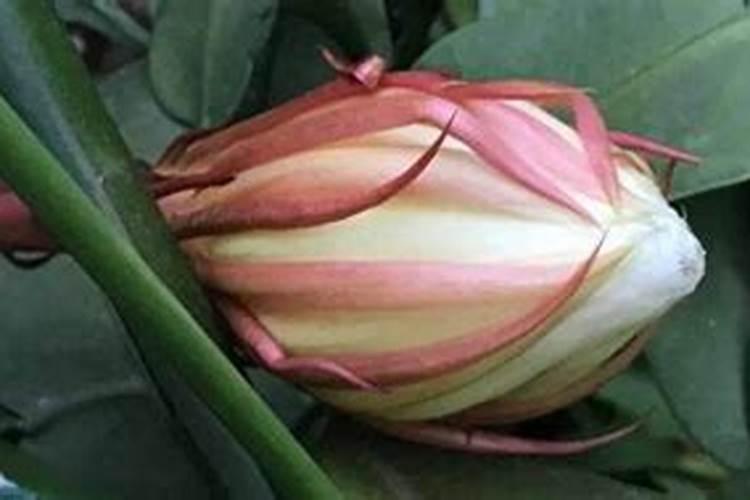 昙花长花蕾的时候可以施肥吗