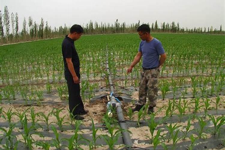 水溶肥和普通肥料有什么区别？