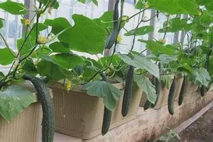 黄瓜种植用什么肥料 黄瓜种植用的肥料
