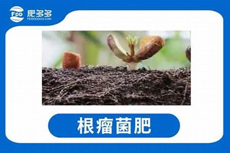 根瘤菌固氮原理是什么？